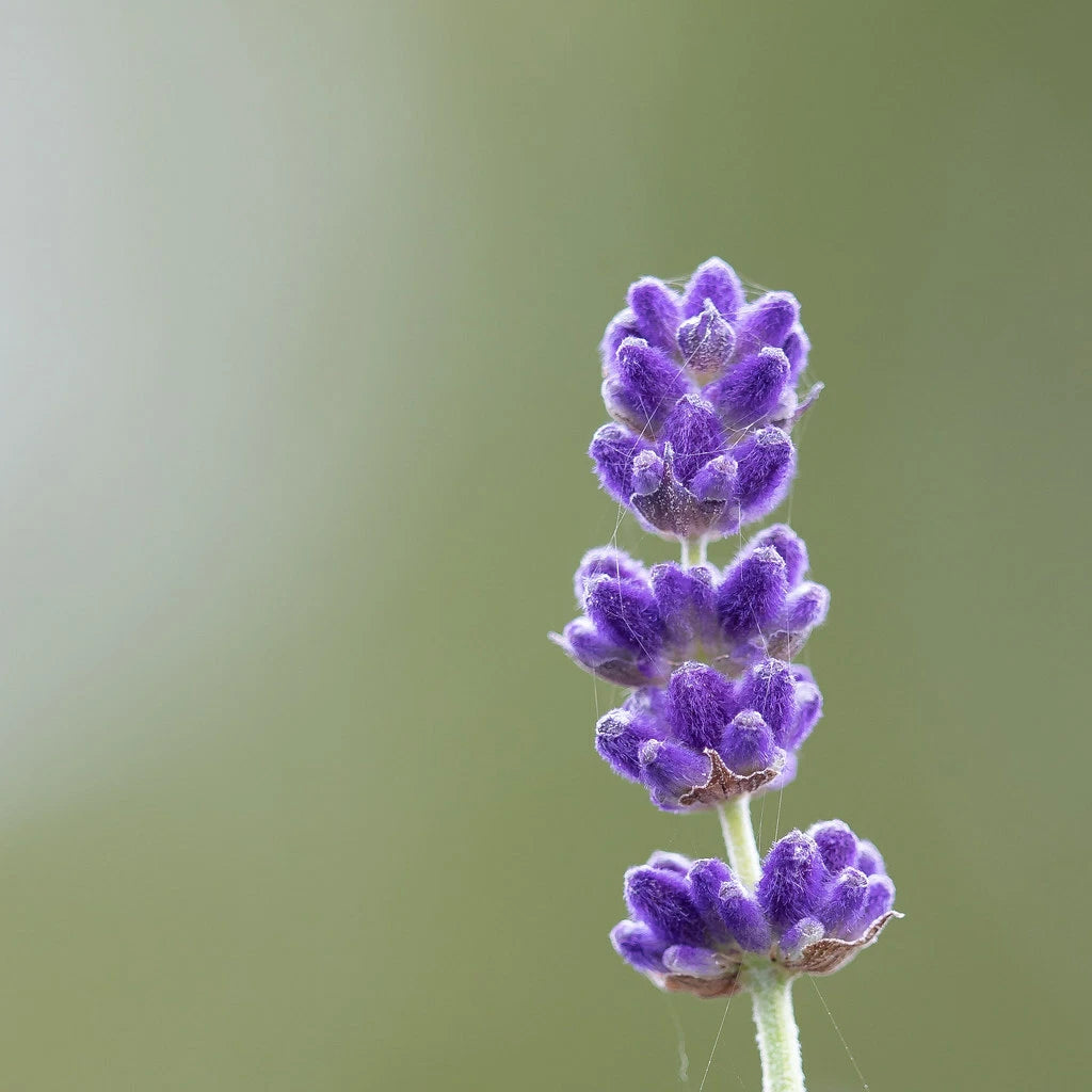 Lavender Vera Seeds – Heirloom English Lavender for Garden & Herbs