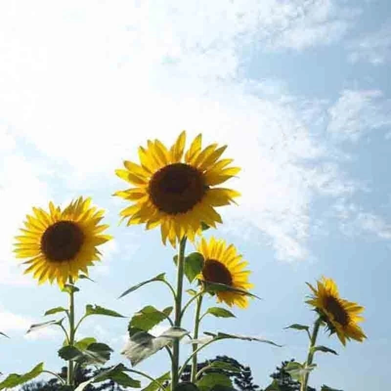 Giant Striped Sunflower Seeds – Heirloom Non-GMO Tall Sunflower