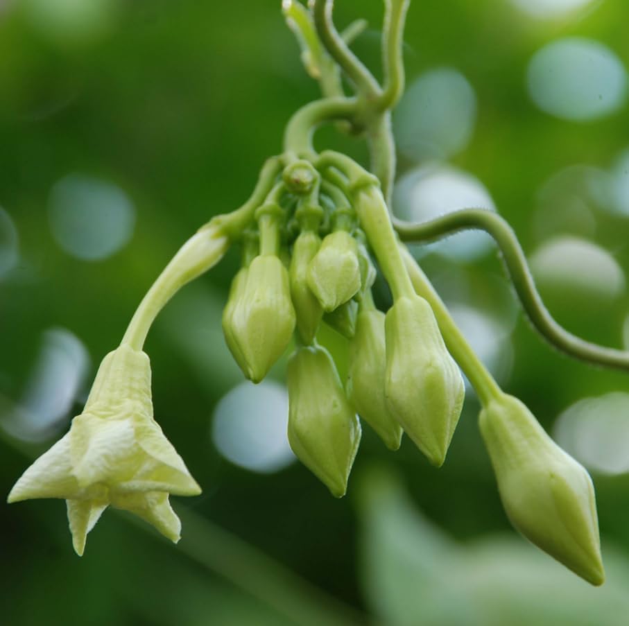 Loroco Seeds (Fernaldia pandurata) – Heirloom Vine Seeds