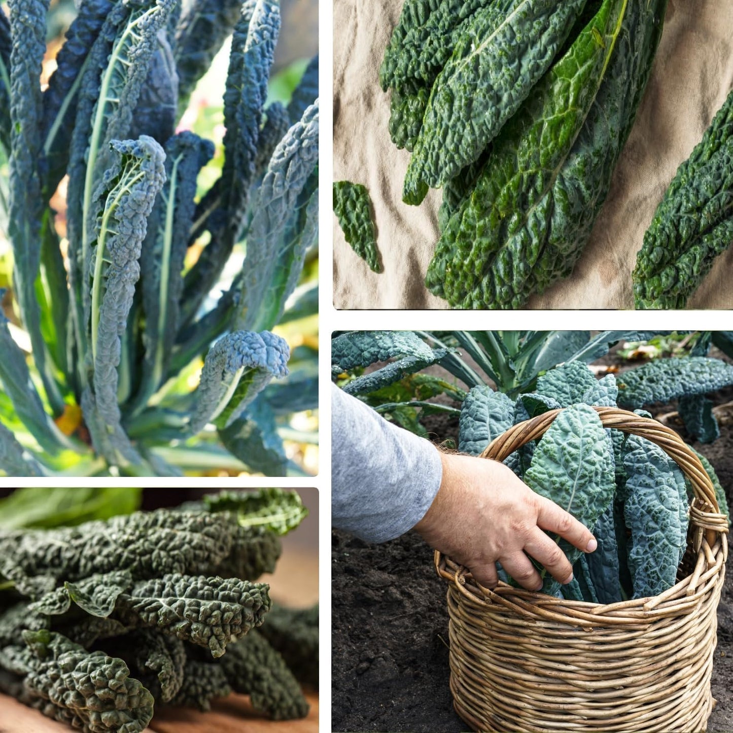 Lacinato Kale Seeds – Heirloom Non-GMO Italian Dinosaur Kale