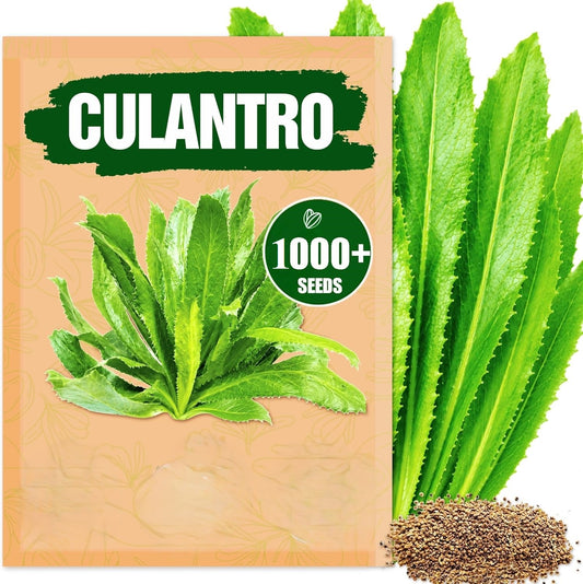 Culantro Seeds – Heirloom Long Coriander for Herb Gardens