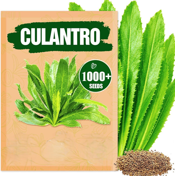 Culantro Seeds – Heirloom Long Coriander for Herb Gardens