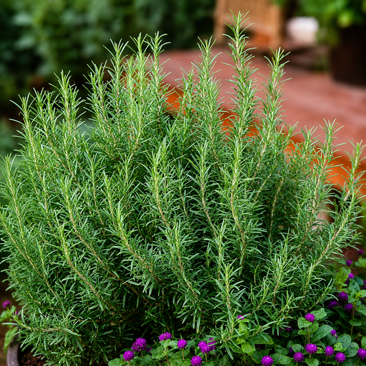 Rosemary Seeds – Heirloom Non-GMO Evergreen Culinary Herb Garden