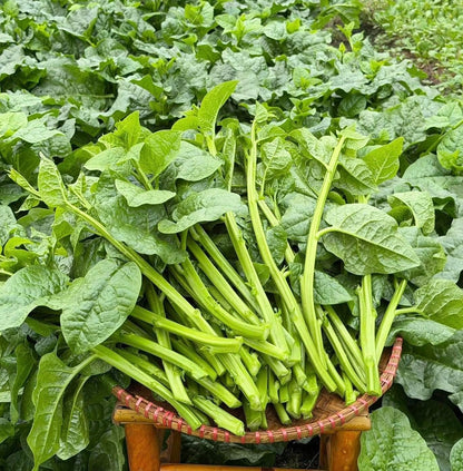 Green Malabar Spinach Seeds – Heirloom Non-GMO Ceylon Vine Spinach
