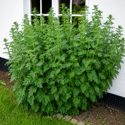 500 Wormwood (Artemisia absinthium) Seeds – Perennial Medicinal Herb