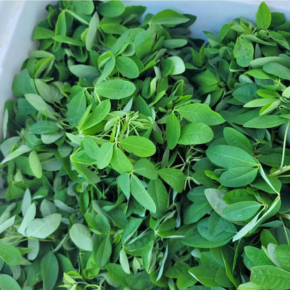 Chipilin Seeds (Crotalaria longirostrata) – Heirloom Herb Seeds