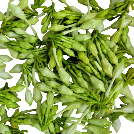 Loroco Seeds (Fernaldia pandurata) – Heirloom Vine Seeds