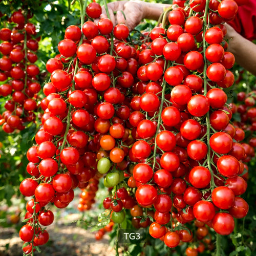 Super Sweet Cherry Tomato Seeds – Heirloom Non-GMO for Vegetable Gardens