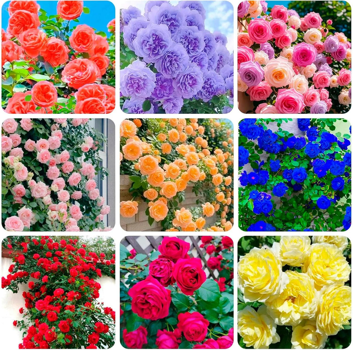 300+ Mixed Climbing Rose Seeds Heirloom for Outdoor Planting