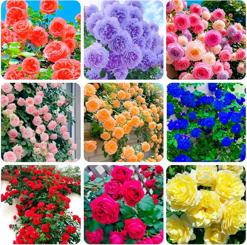 300+ Mixed Climbing Rose Seeds Heirloom for Outdoor Planting