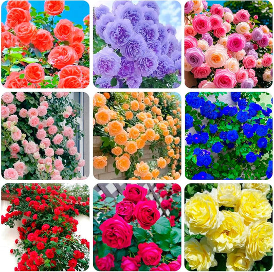 300+ Mixed Climbing Rose Seeds Heirloom for Outdoor Planting