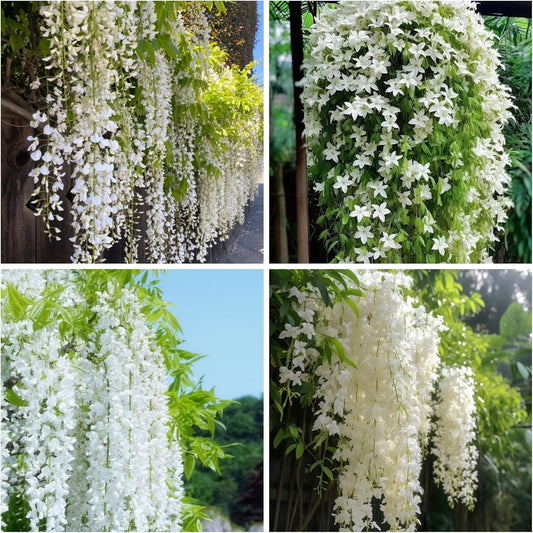 Climbing Weeping Jasmine Seeds for Planting – Fragrant Perennial Flower Vine