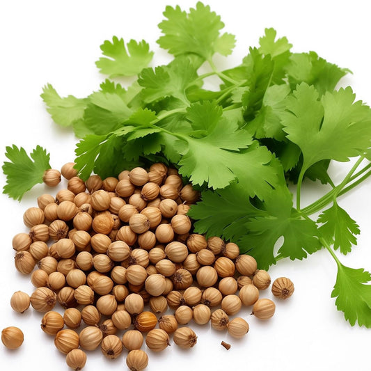Cilantro Seeds – Slow Bolt Heirloom Coriander for Herb Gardens