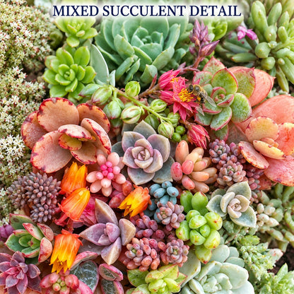 Rare Mixed Succulent Seeds – Beautiful Garden Variety Pack