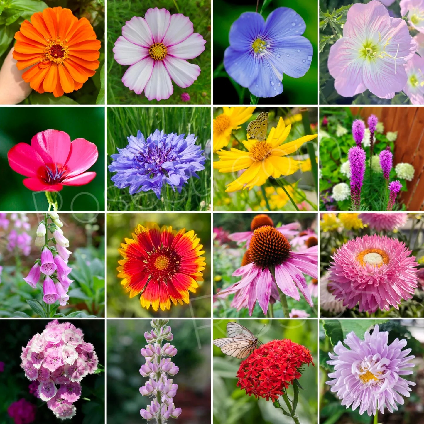 Wildflower Seed Mix