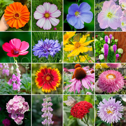 Wildflower Seed Mix
