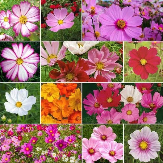 Crazy for Cosmos Mix Seeds – 11 Heirloom Pollinator Cosmos Varieties