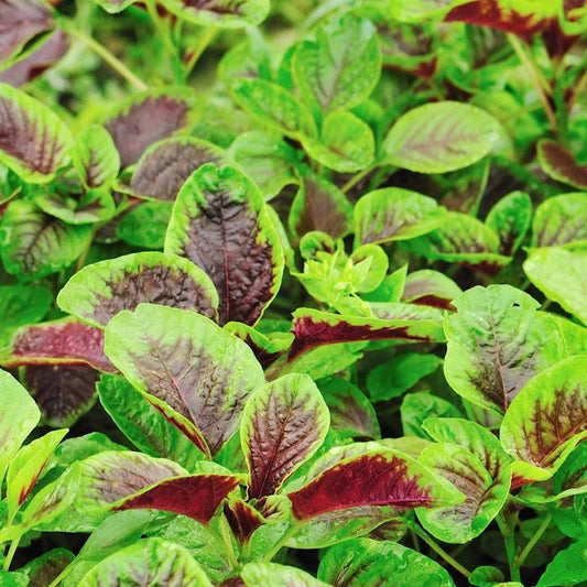 Red Amaranth Seeds – Heirloom Non-GMO Chinese Spinach Callaloo