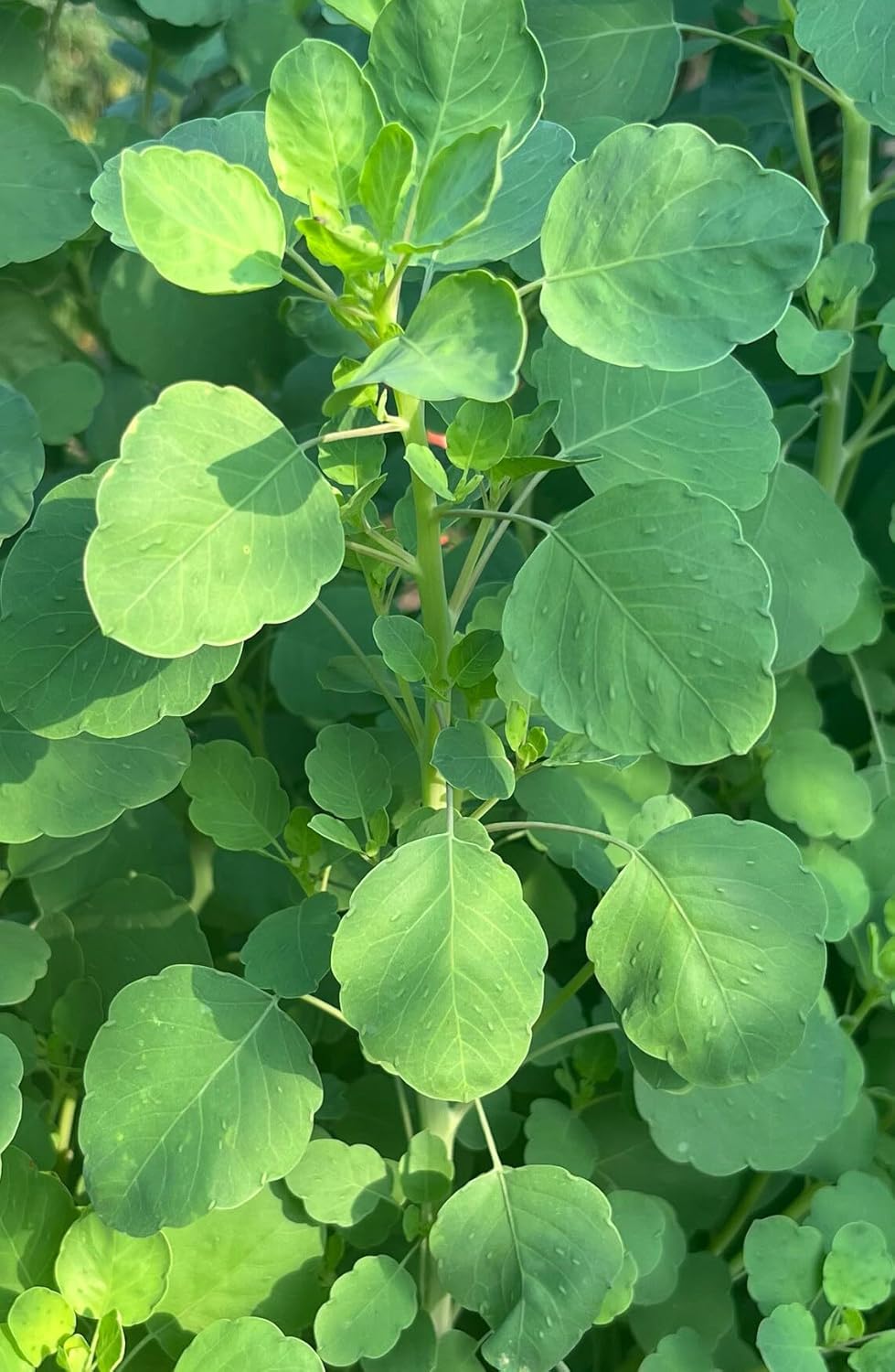 Papalo Seeds – Heirloom Mexican Herb for Salsa & Tacos