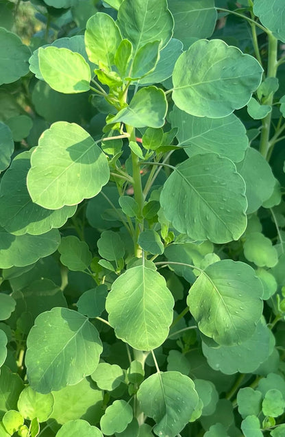 Papalo Seeds – Heirloom Mexican Herb for Salsa & Tacos