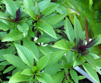 Thai Basil Seeds – Heirloom Sweet Large Leaf for Indoor & Outdoor