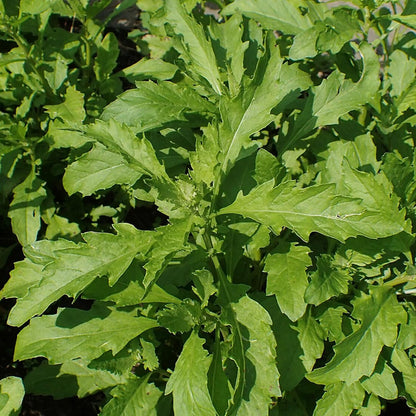 Epazote Seeds – Heirloom Mexican Herb for Cooking & Herb Gardens