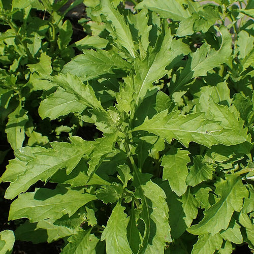 Epazote Seeds – Heirloom Mexican Herb for Cooking & Herb Gardens