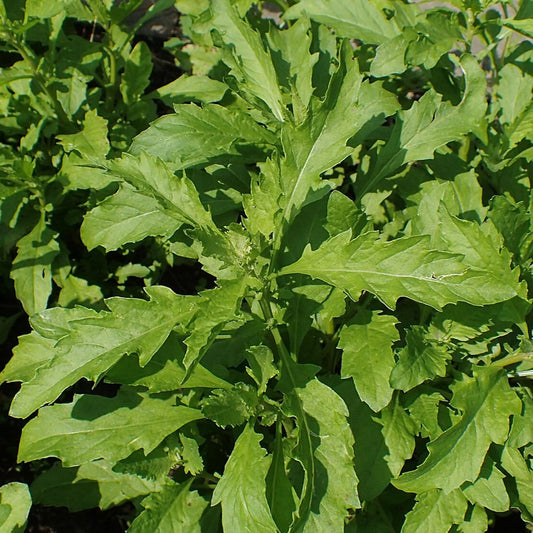 Epazote Seeds – Heirloom Mexican Herb for Cooking & Herb Gardens