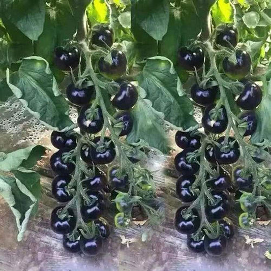 Black Cherry Tomato Seeds – Heirloom Sweet Cherry Tomatoes for Gardens