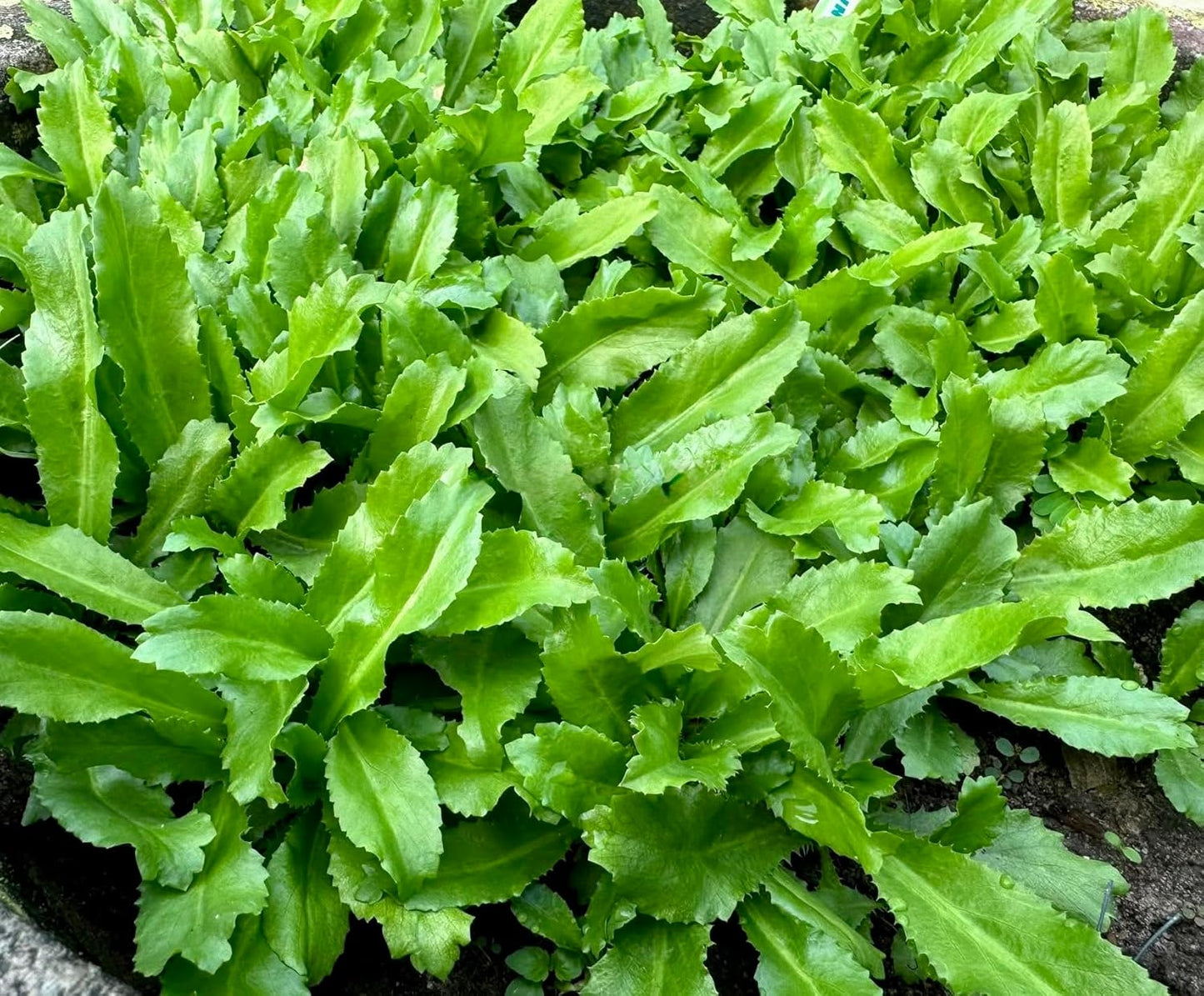 Culantro Seeds – Heirloom Long Coriander for Herb Gardens