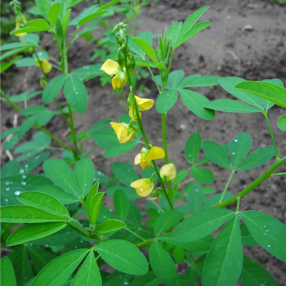 Chipilin Seeds (Crotalaria longirostrata) – Heirloom Herb Seeds