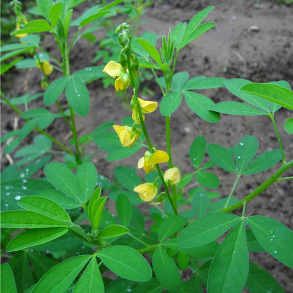 Chipilin Seeds (Crotalaria longirostrata) – Heirloom Herb Seeds