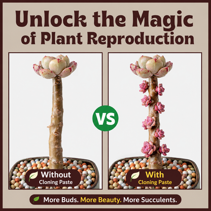 Succulent Growth Paste – Stem Bud Activator for Echeveria & More