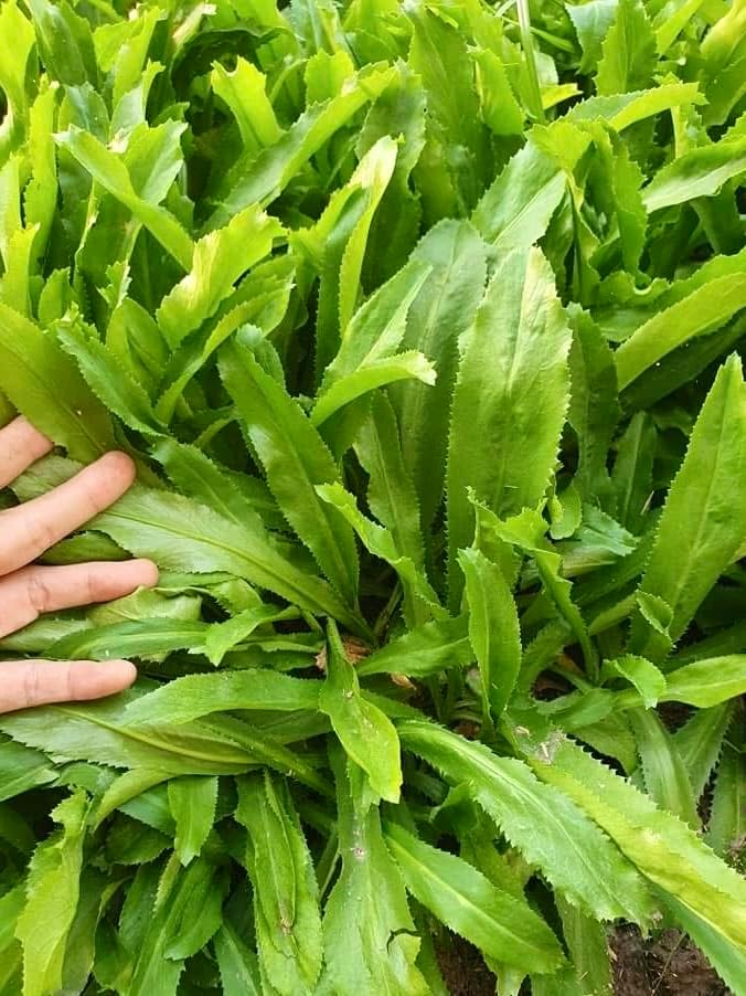 Culantro Seeds – Heirloom Long Coriander for Herb Gardens