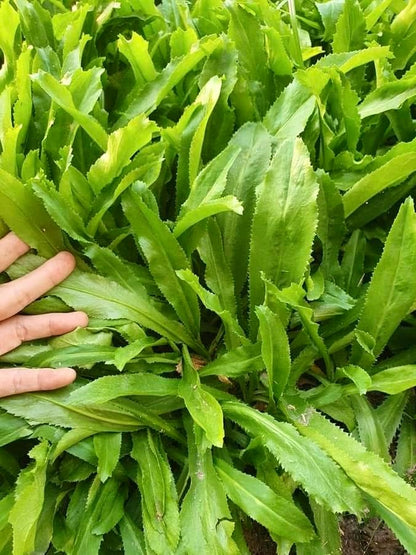 Culantro Seeds – Heirloom Long Coriander for Herb Gardens