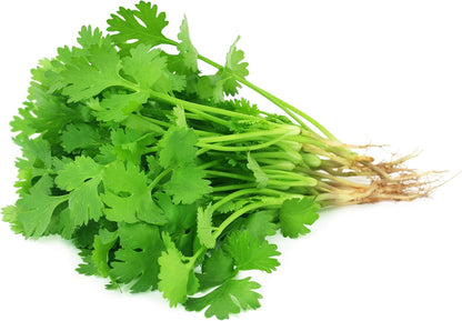 Cilantro Seeds – Slow Bolt Heirloom Coriander for Herb Gardens
