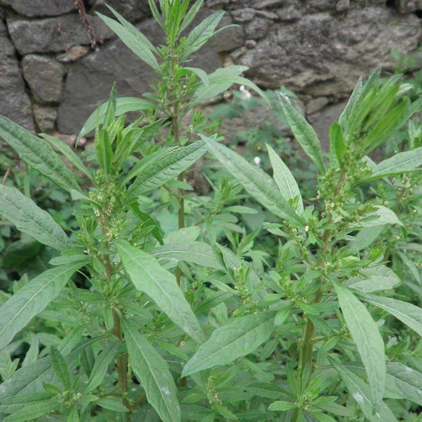 Epazote Seeds – Heirloom Mexican Herb for Cooking & Herb Gardens