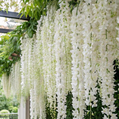 Climbing Weeping Jasmine Seeds for Planting – Fragrant Perennial Flower Vine