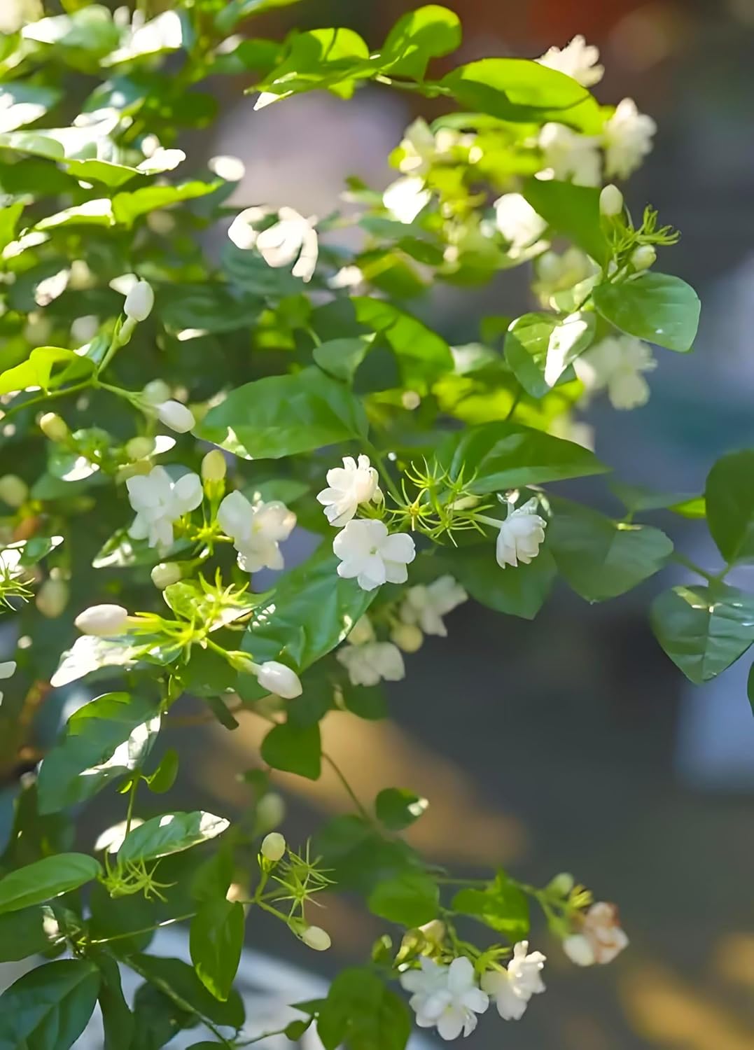 Jasmine Flower Seeds – Fragrant White Climbing Flowers for Garden