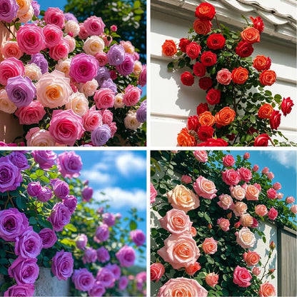 300+ Mixed Climbing Rose Seeds Heirloom for Outdoor Planting