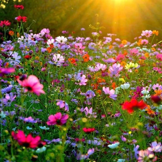 Crazy for Cosmos Mix Seeds – 11 Heirloom Pollinator Cosmos Varieties