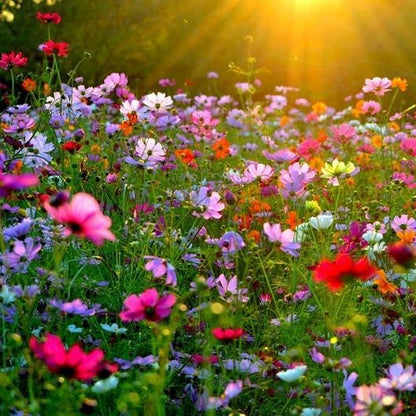 Crazy for Cosmos Mix Seeds – 11 Heirloom Pollinator Cosmos Varieties