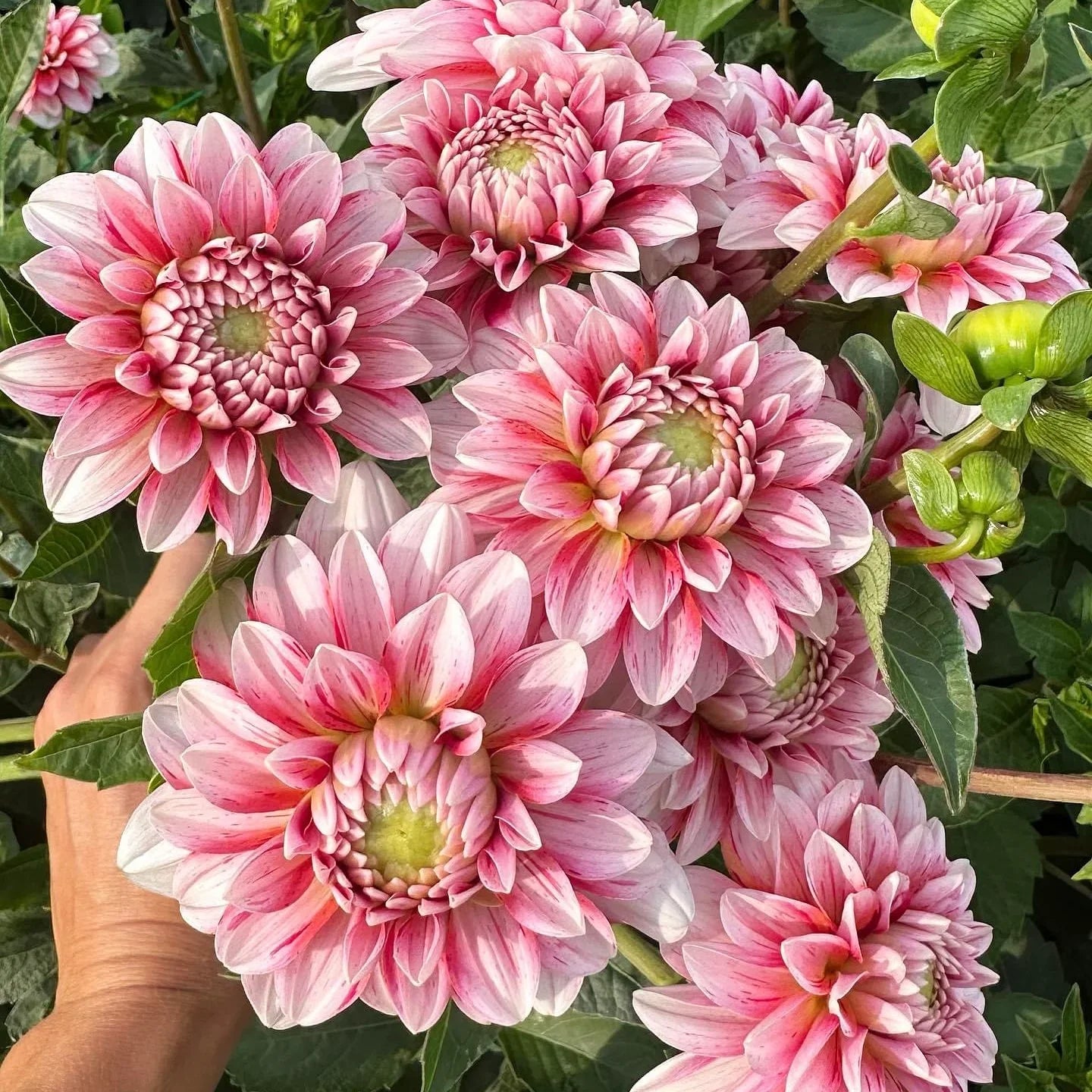 Dahlia Seeds