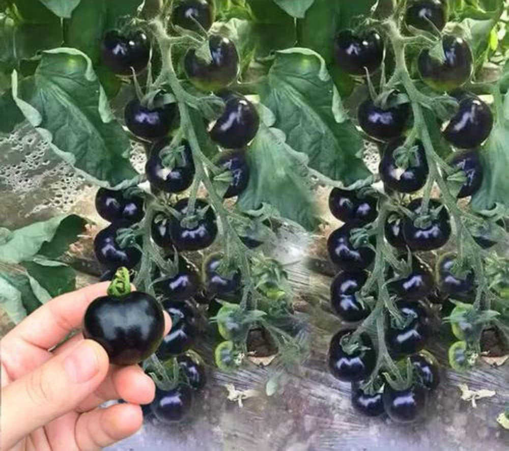 Black Cherry Tomato Seeds – Heirloom Sweet Cherry Tomatoes for Gardens
