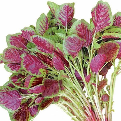 Red Amaranth Seeds – Heirloom Non-GMO Chinese Spinach Callaloo