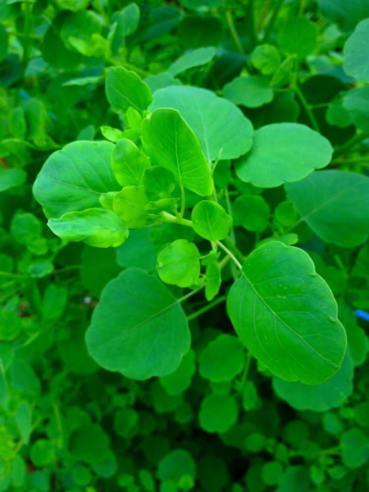 Papalo Seeds – Heirloom Mexican Herb for Salsa & Tacos