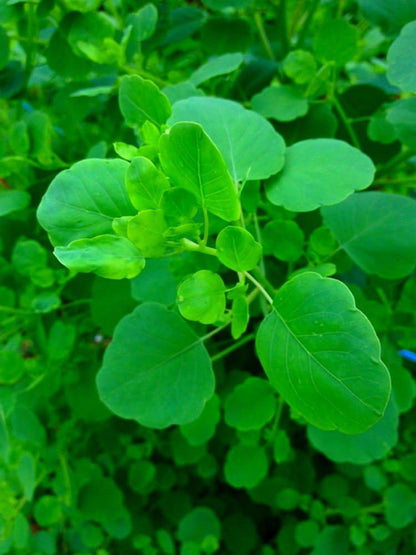 Papalo Seeds – Heirloom Mexican Herb for Salsa & Tacos