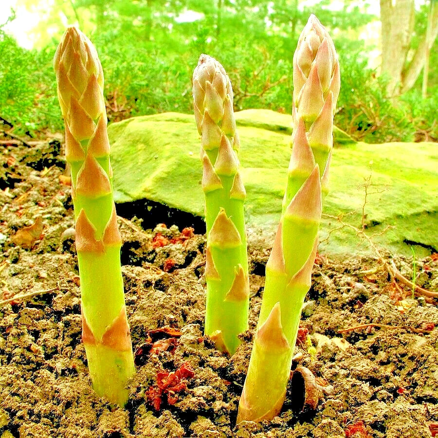Mary Washington Asparagus Seeds – Heirloom Perennial Garden Vegetable