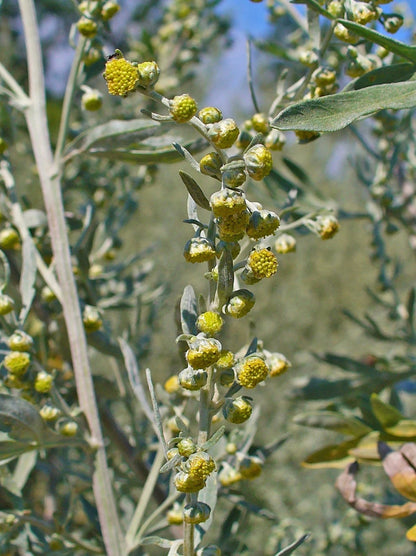 500 Wormwood (Artemisia absinthium) Seeds – Perennial Medicinal Herb