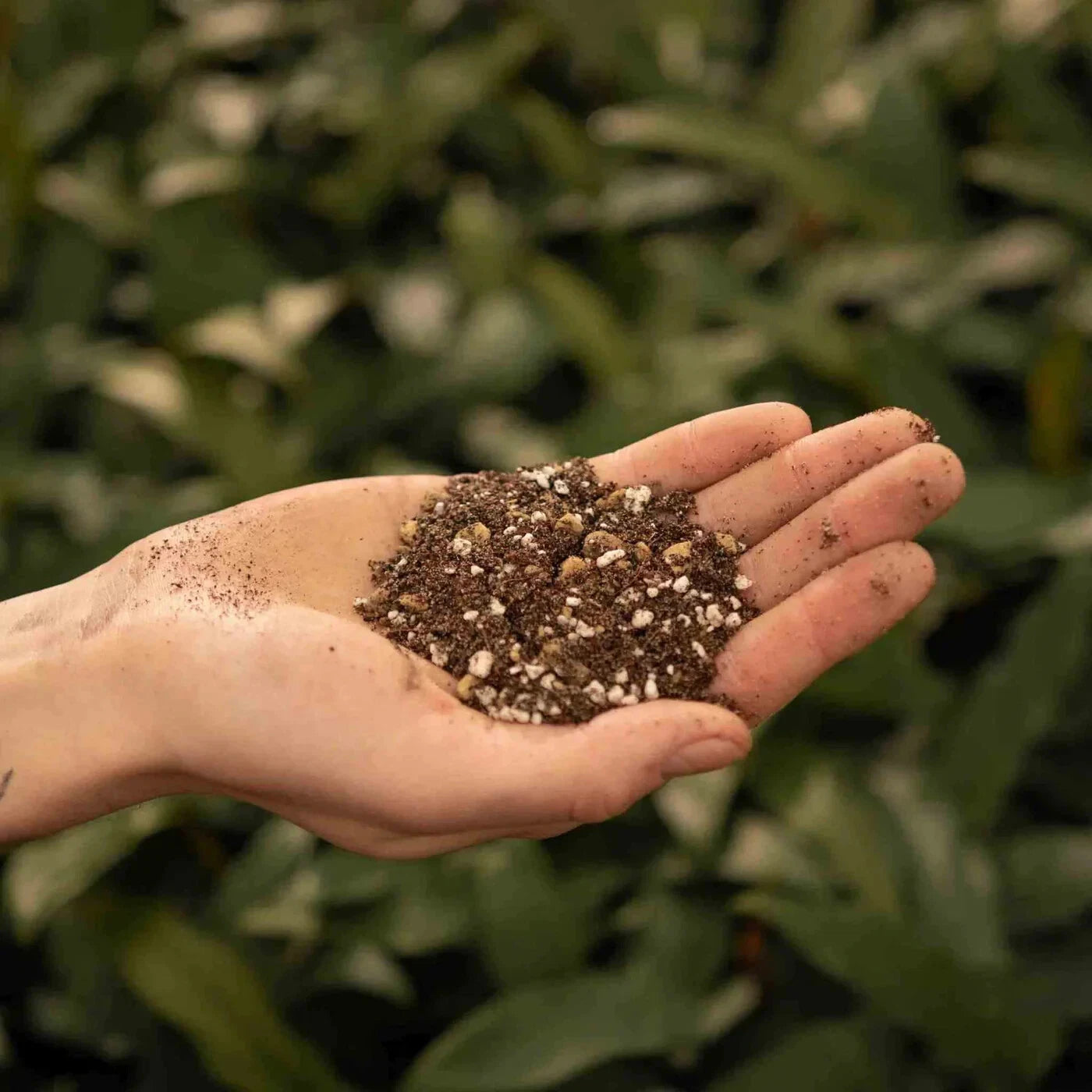 Succulent & Cactus Potting Soil Mix with Peat Moss & Perlite